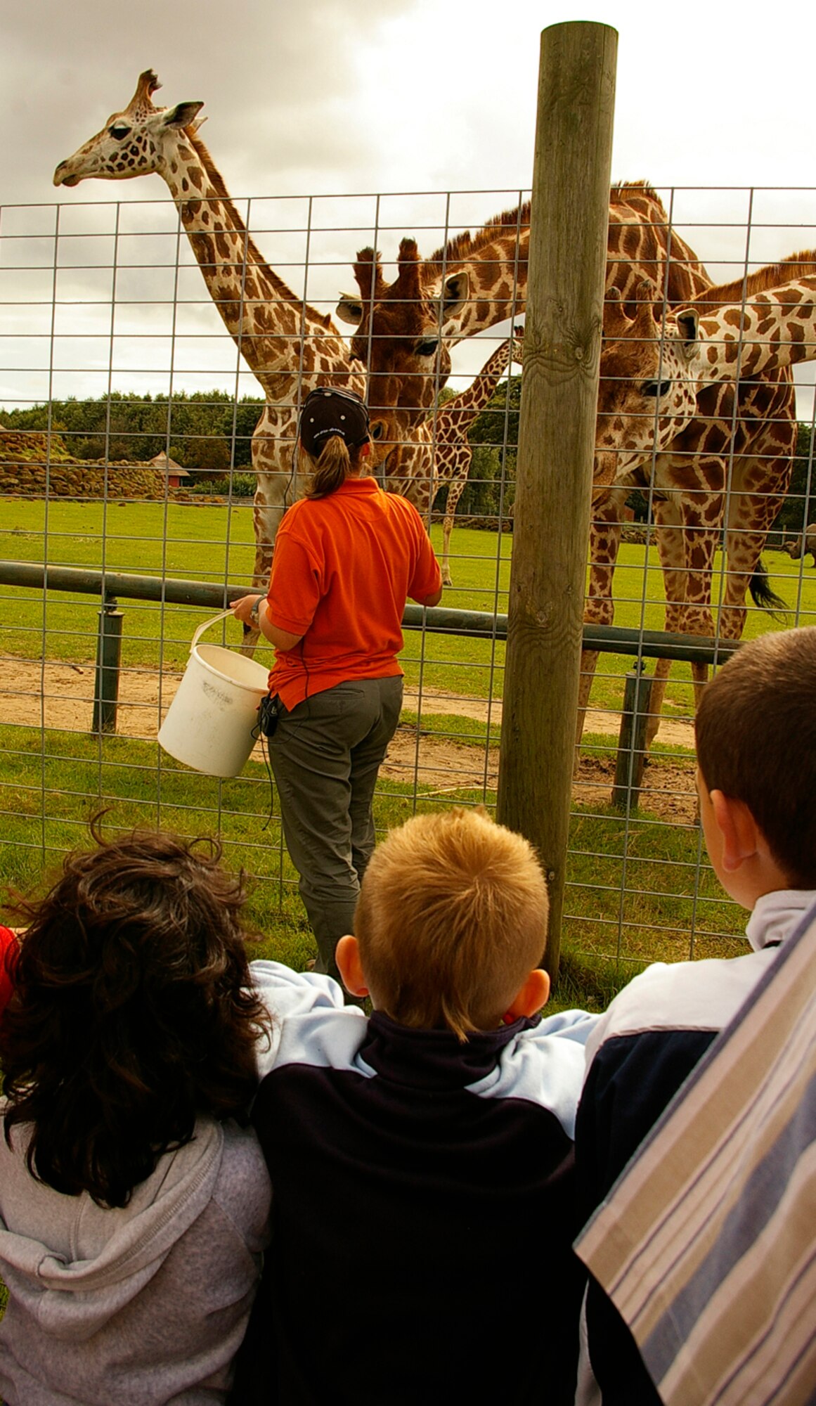 The giraffes' feeding time is a popular event with children and adults alike at Africa Alive, near Lowestoft. Animal feeding times are held throughout the day and people are able to watch the animals, including lions and cheetahs, being fed. (U.S. Air Force photo by Karen Abeyasekere)