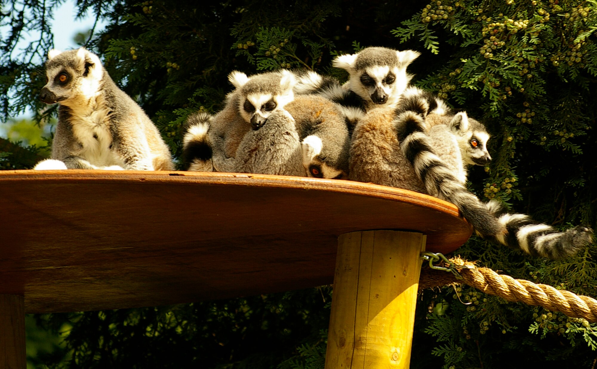 These ringtailed lemurs caused much hilarity as they scampered about, cuddled up to each other and sunbathed at Africa Alive Sept. 3. Africa Alive is a wildlife park, which is home to a wide variety of animals from across Africa. (U.S. Air Force photo by Karen Abeyasekere)