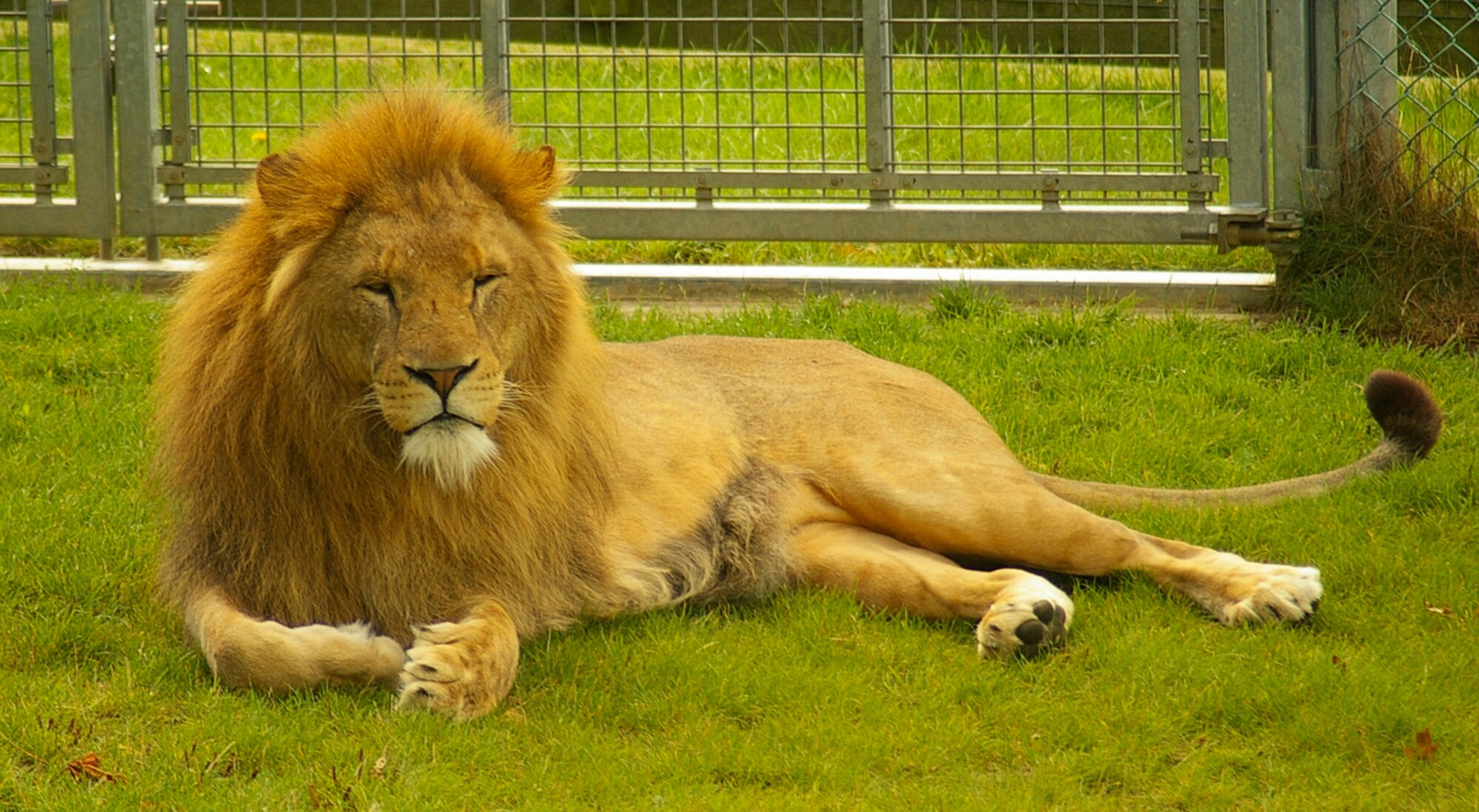 Zero the lion lazes in the sun Sept. 3 at Africa Alive. Also in his pride are his lioness, Little Mo, and their (almost fully-grown) lion cubs. (U.S. Air Force photo by Karen Abeyasekere)