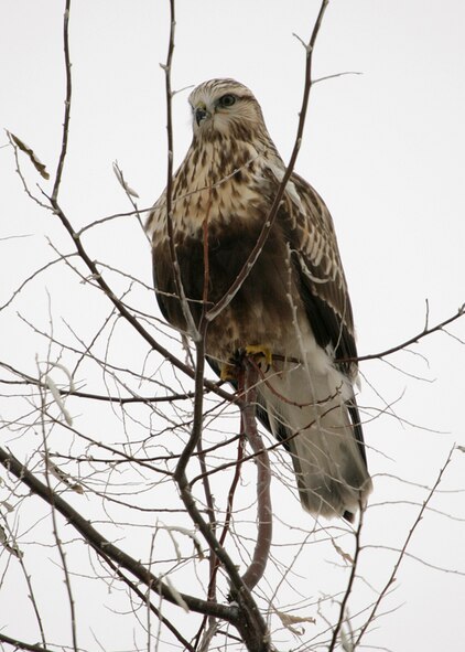 FAIRCHILD AIR FORCE BASE, Wash. – A rough-legged hawk was spotted resting in a Russian olive in Fairchild’s wildlife area in November, 2006. Many birds, mammals and other animals can be spotted now in the area. (U.S. Air Force photo/Paul Re-Rocker)

