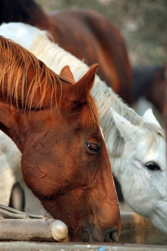 Horses on Camp Pendleton feed at the Stepp Stables after a fire threatened the area, burning 70 acres before it was contained Oct. 25. Private owners are now returning their animals to the base.