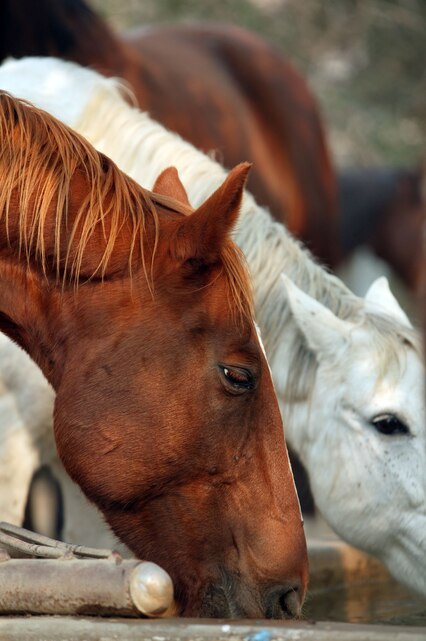 Camp Pendleton Stables Safe and Secure > United States Marine Corps ...