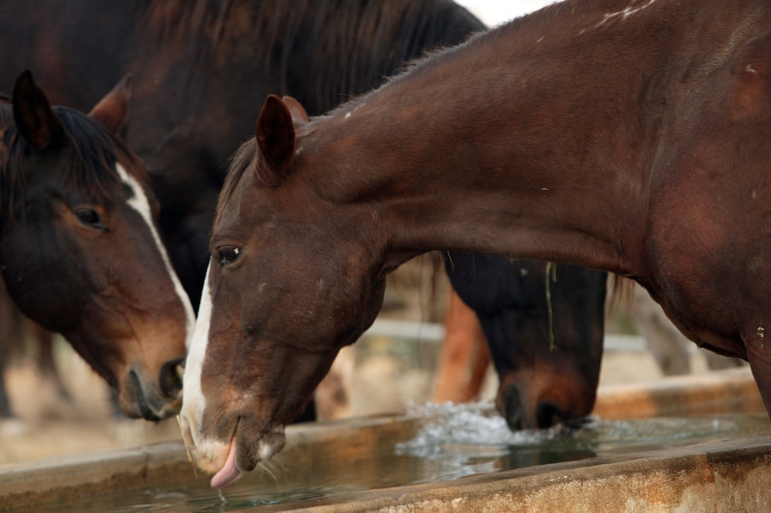 Horses on Camp Pendleton refresh themselves with water at the Stepp Stables after a fire threatened the area, burning 70 acres before it was contained Oct. 25. Private owners are now returning their animals to the base.