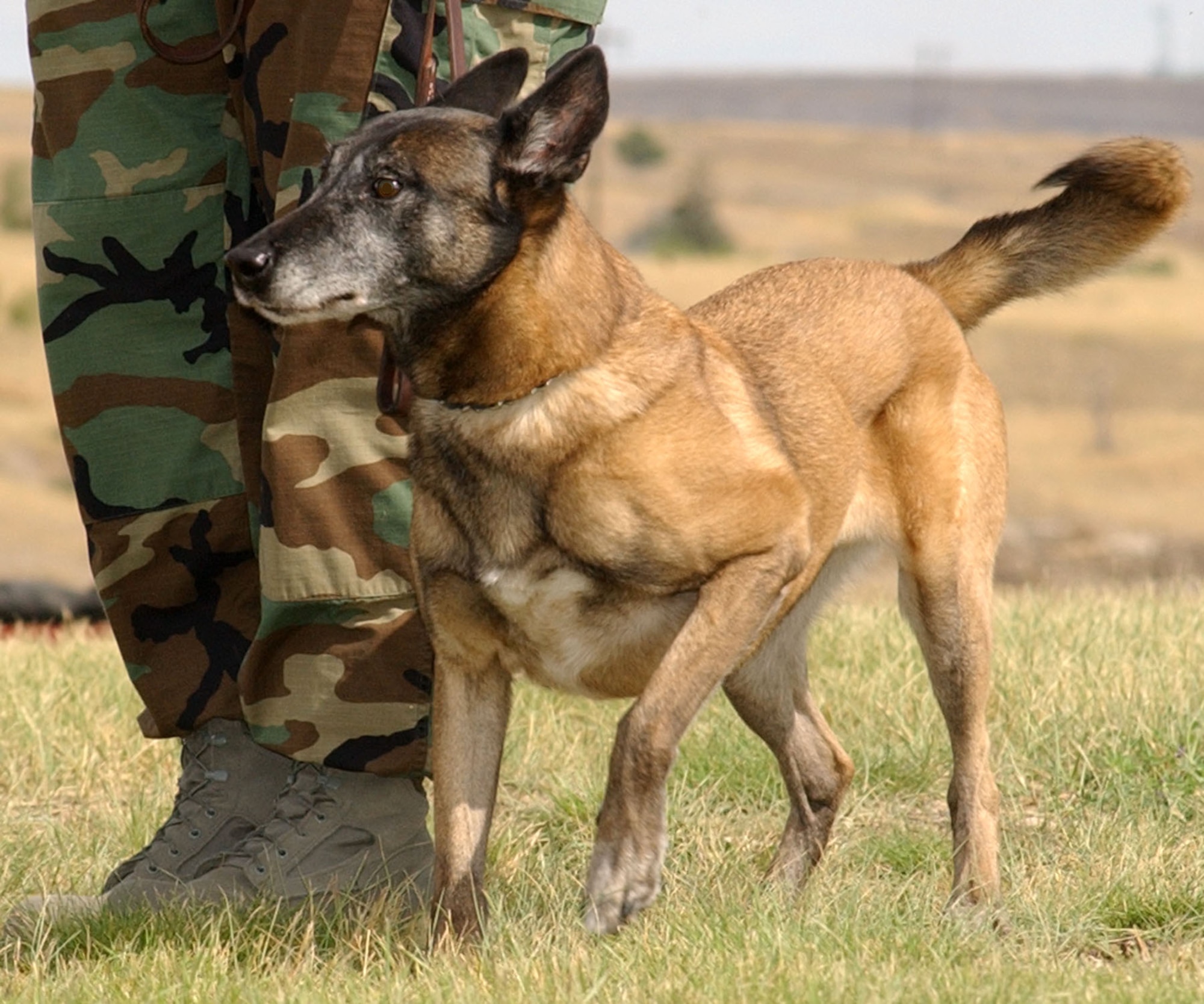 Brenda, 341st Security Forces Squadron military working dog, stands by her handler during a public demonstration in Great Falls,Mont., Sept. 6. The 9-year-old Belgian Malinois was euthanized Oct. 17 due to cancerous tumors in her respiratory system. A memorial service was held at the Grizzly Bend Club at Malmstrom Oct. 26 and was attended by Malmstrom Airmen and police officers accompanied by their own working dogs from Great Falls, Helena and Pondera County. (U.S. Air Force photo/Airman 1st Class Dillon White) 