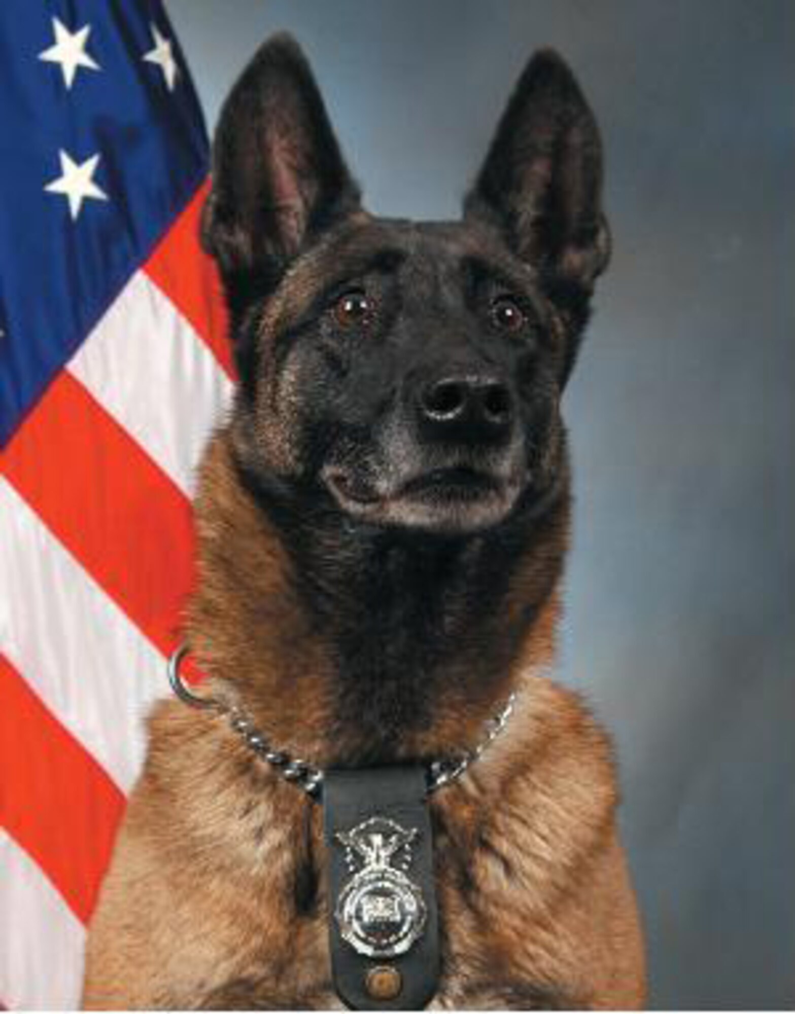 Brenda, 341st Security Forces Squadron military working dog, is pictured in this official U.S. Air Force photo. The 9-year-old Belgian Malinois was euthanized Oct. 17 due to cancerous tumors in her respiratory system. A memorial service was held at the Grizzly Bend Club at Malmstrom Oct. 26 and was attended by Malmstrom Airmen and police officers accompanied by their own working dogs from Great Falls, Helena and Pondera County. (U.S. Air Force photo/Airman 1st Class Dillon White)