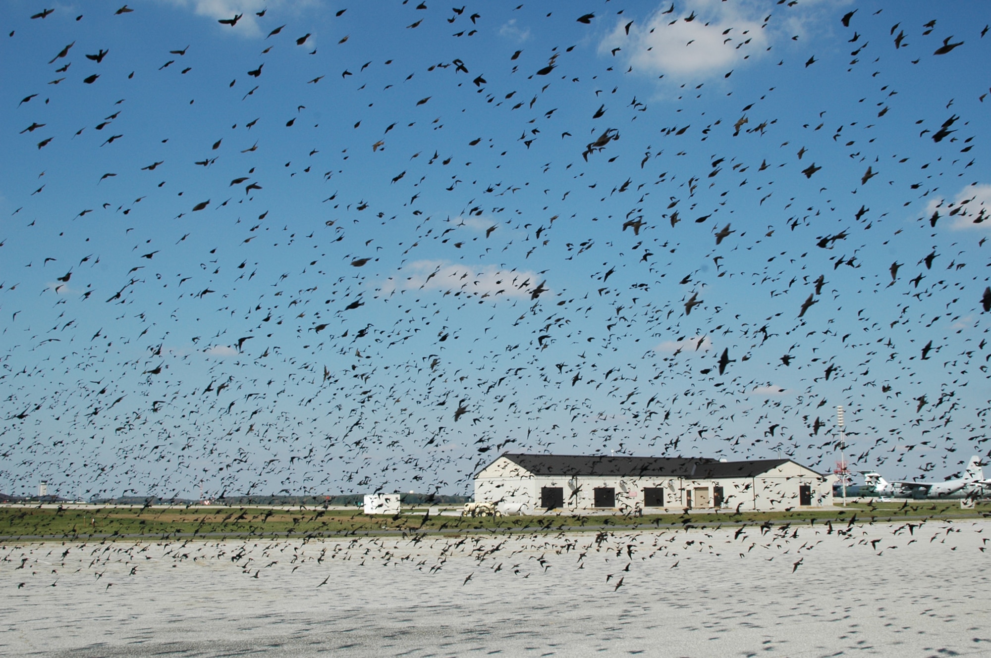 During this time of year, large flocks of birds can typically be seen on and around Dover Air Force Base. Team Dover has an active Bird Aircraft Strike Hazard program to help prevent damage to aircraft and other base assets. (U.S. Air Force photo/Senior Airman Andria J. Allmond)