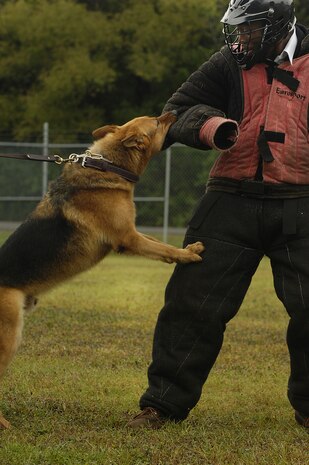 Mark Anthony, a teenager with the Combined Federal Campaign's Shadow Program gets a bite from a military working dog during a demonstration at Charleston AFB Oct. 26. (U.S. Air Force photo/Staff Sgt. Richard Rose)