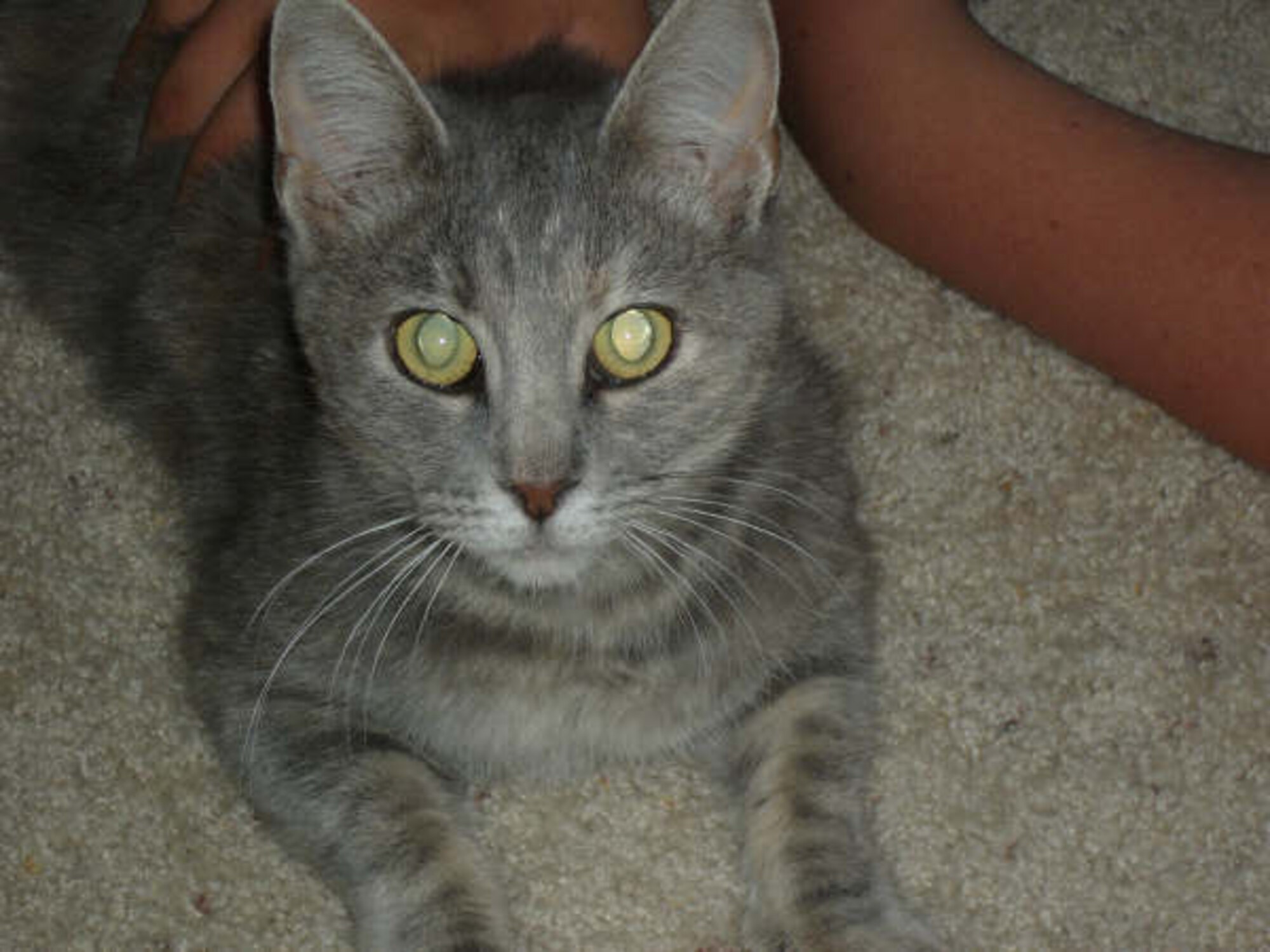 CANNON AIR FORCE BASE, N.M. -- This 1 year old female cat was rescued on Cannon. She is very friendly and in need of a permanent home. 

This animal and others are in need of new homes due to abandonments or military assignments or deployments. To include your pet in this list, please contact the Airman and Family Readiness Center at (505) 784-4228 to send a high resolution photo, a description of the animal and your contact information. 

Please include information such as approximate age, sex, spayed/neutered, and if declawed or microchiped. To have the pet removed from the site, send a cancellation notice. (courtesy photo)
