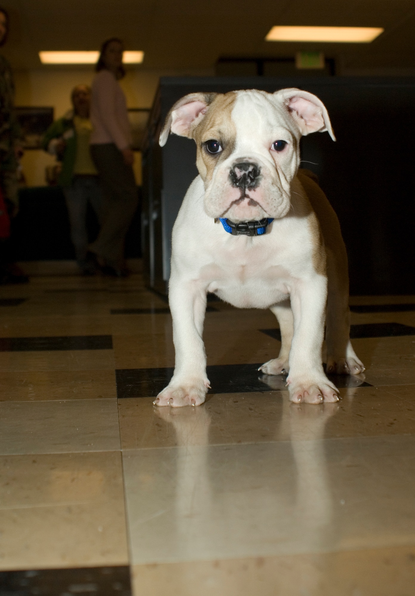 3 month old sales bulldog