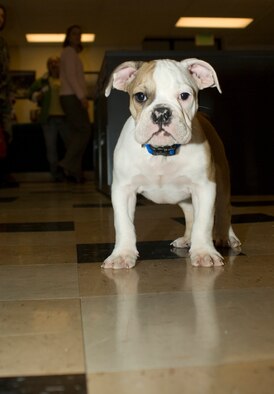 Fado, a 3-month-old English Bulldog, is the official mascot of the 525th Fighter Squadron. He made his debut as a member of the squadron during the activation ceremony Monday. (Photo by Airman 1st Class Tinese Treadwell)