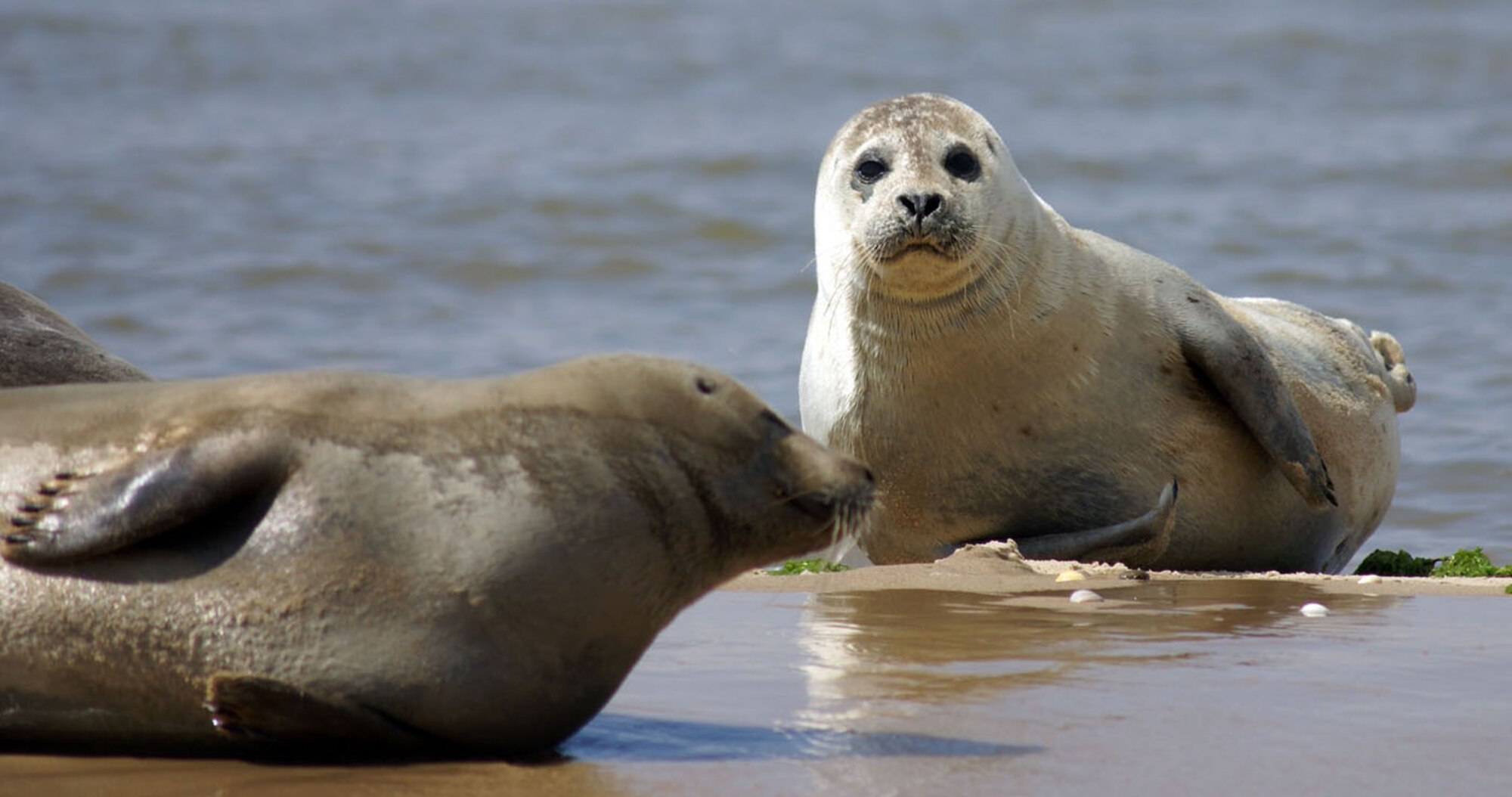 A young common seal poses for the camera at Blakeney Point. (Photo by Judith Wakelam)