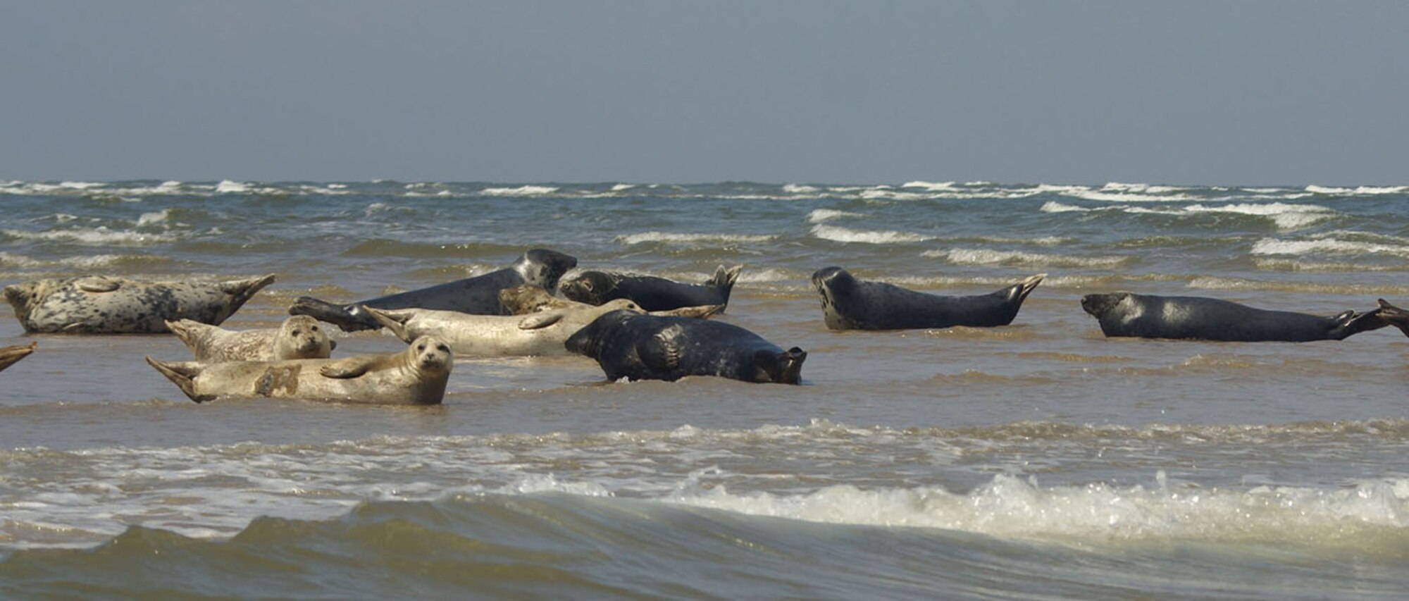 Grey and common seals lay on the Spit at Blakeney Point. Boat trips run regularly, taking children and adults out for a closer look at the seals. (Photo by Judith Wakelam)