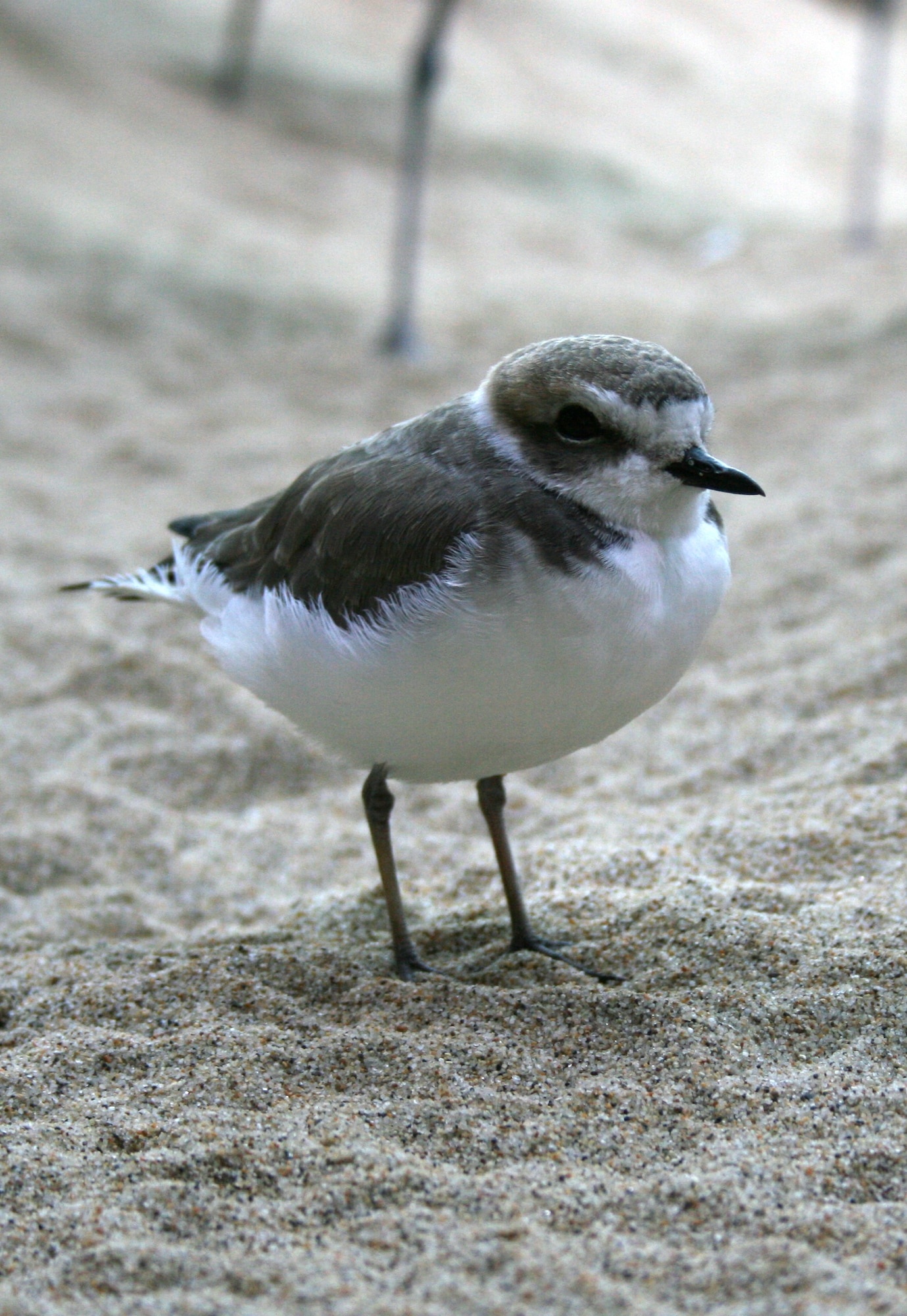 VANDENBERG AIR FORCE BASE, Calif. -- Restrictions have been lifted on Minuteman, Surf and Wall beaches as the Western snowy plover season came to a close here Friday, Sept. 17, 2010. Vandenberg's three local beaches close once a year from March 1 to Sept. 30 (beaches reopened two weeks earlier this season) for the tiny shorebird listed as threatened by the United States Fish and Wildlife Service. 
(U.S. Air Force photo)