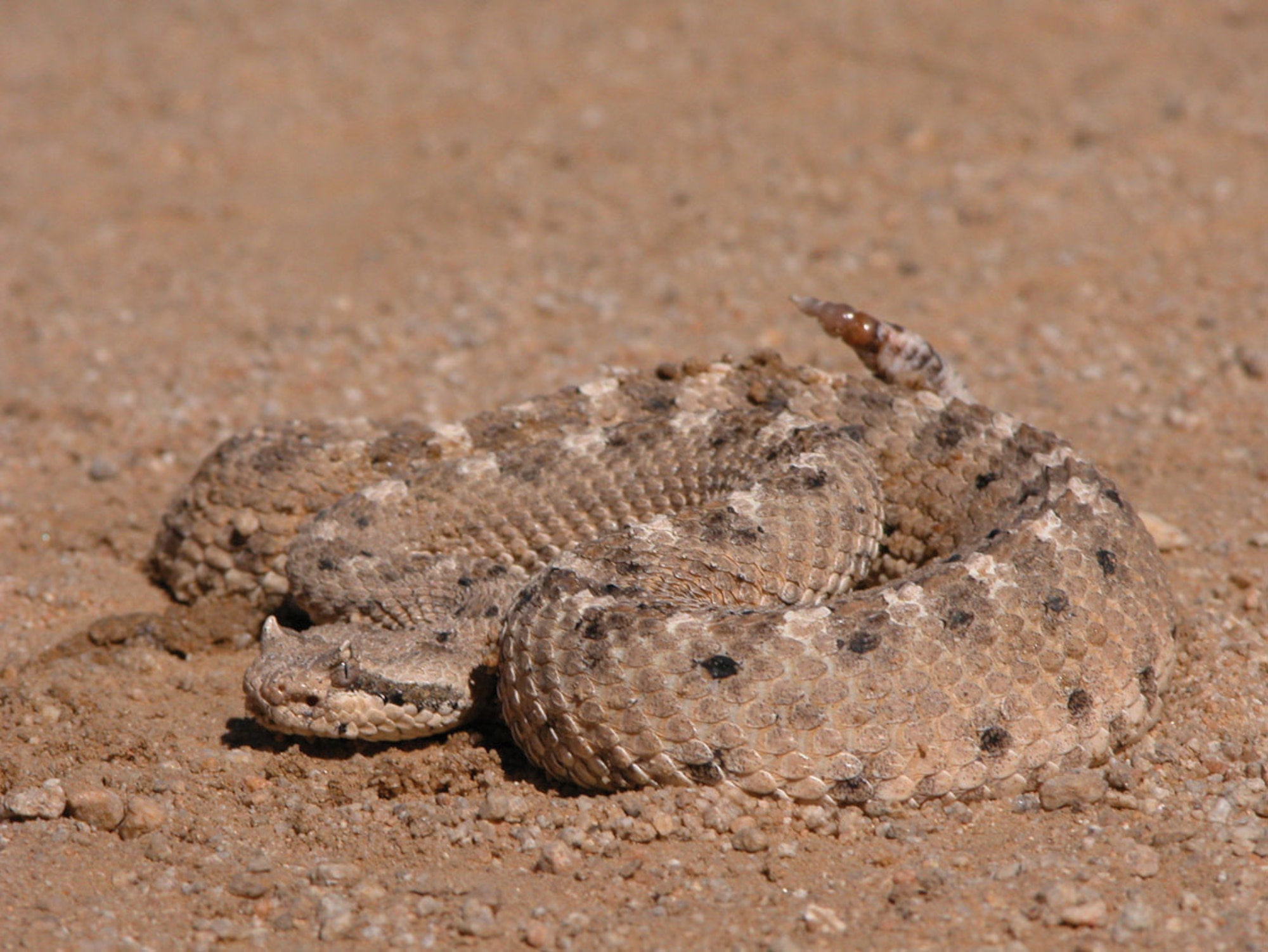 The poisonous sidewinder rattlesnake is one of the many reptiles common to the Mojave Desert area. Other snakes seen here are the Mojave green rattlesnake, the California king snake and the gopher snake. (Photo by Mark Bratton)