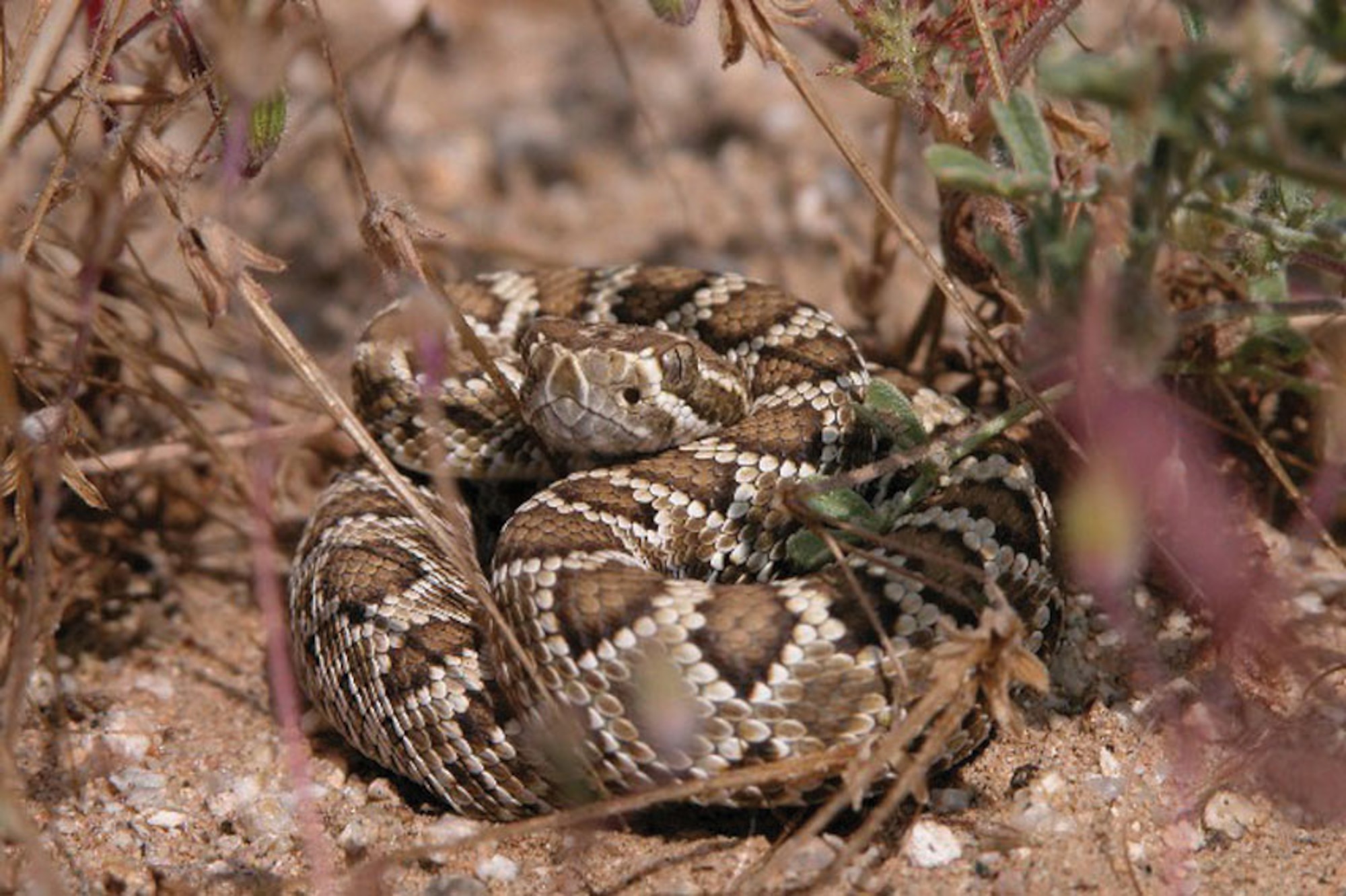 The poisonous Mojave green rattlesnake is one of the many reptiles common to the Mojave Desert area. Other snakes seen here are the sidewinder rattlesnake, the California king snake and the gopher snake. (Photo by Mark Bratton)