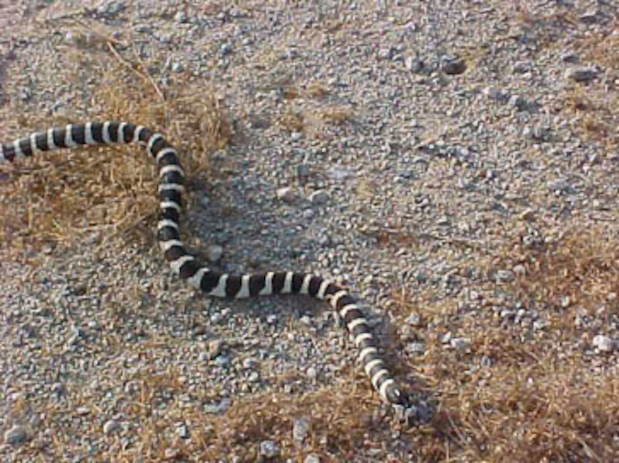 The California king snake is one of the many reptiles common to the Mojave Desert area. Other snakes seen here are the Mojave green rattlesnake, the sidewinder rattlesnake and the gopher snake. (Photo by Mark Bratton)