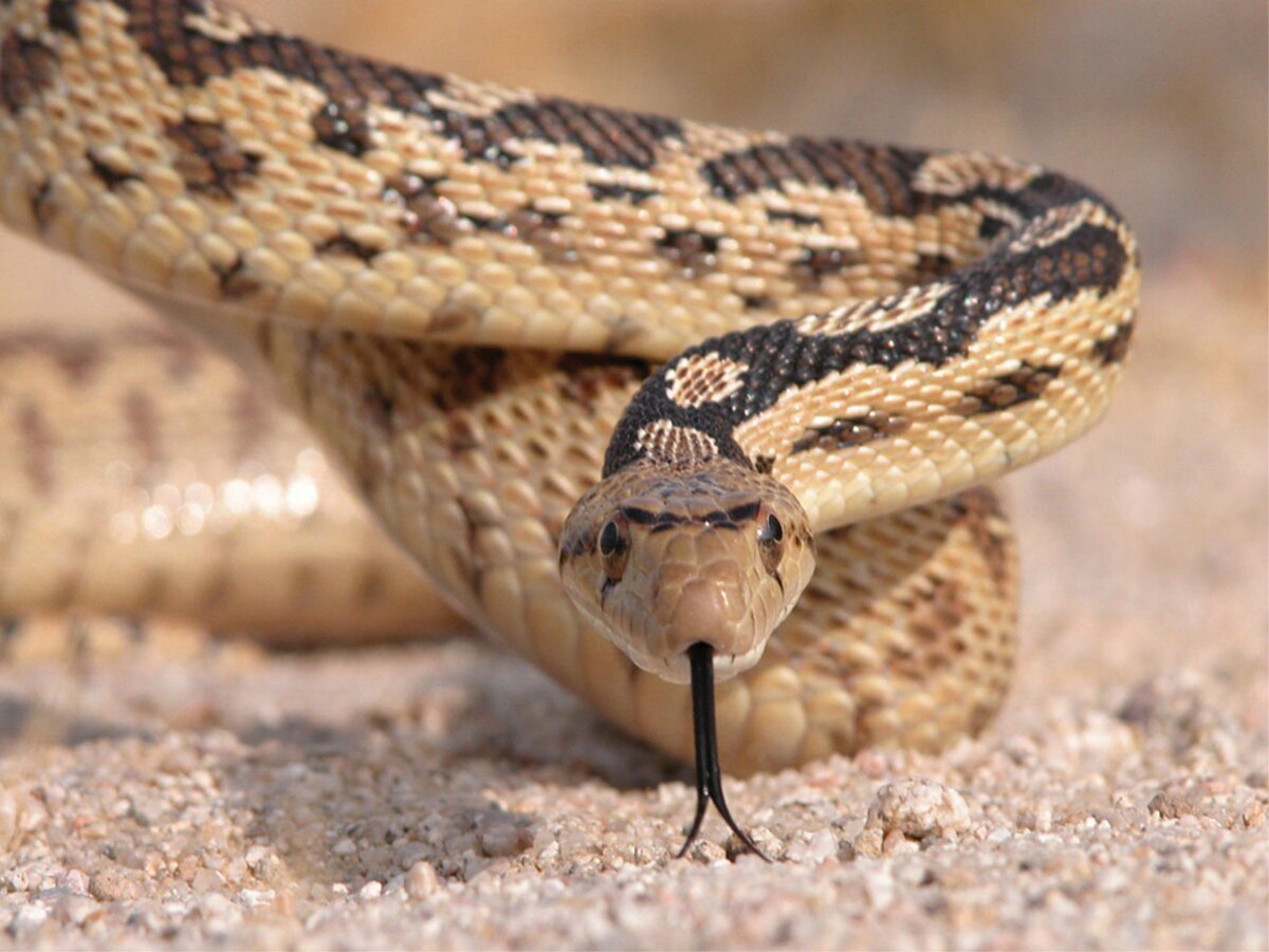 Snake sightings common in Mojave Desert, on base > Edwards Air Force Base > News