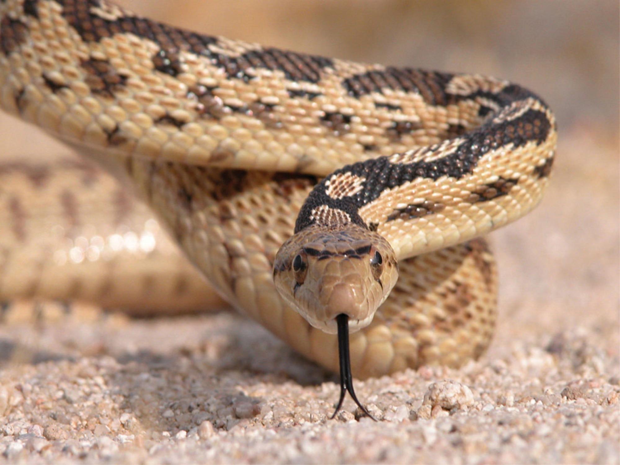 The gopher snake is one of the many reptiles common to the Mojave Desert area. Other snakes seen here are the Mojave green rattlesnake, the sidewinder rattlesnake and the California king snake. (Photo by Mark Bratton)