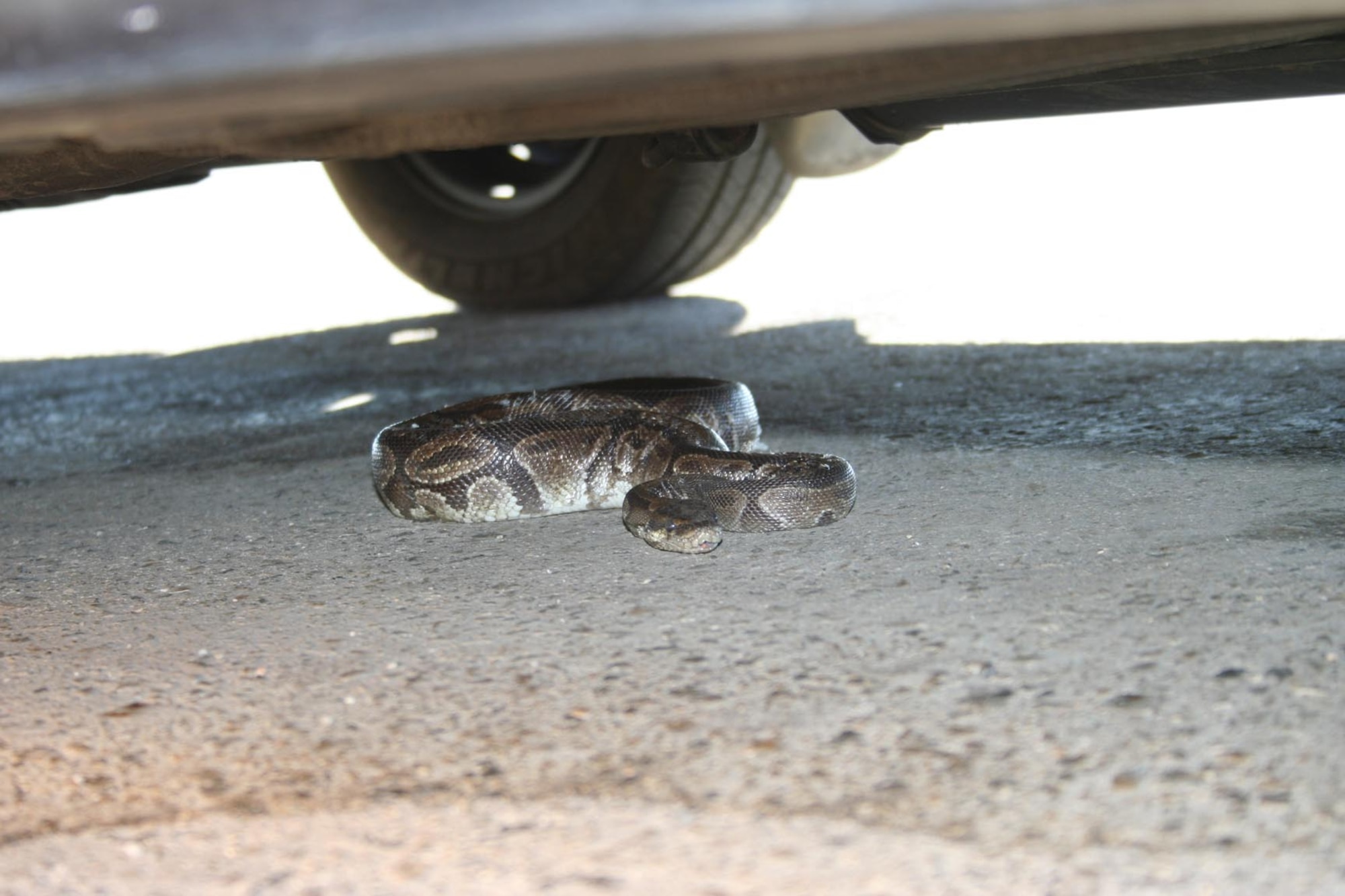 This photo, circulated on base in a recent e-mail, depicts a ball python under a vehicle at the 416th Flight Test Squadron parking lot. The python, native to Western and Central Africa, could present a danger to the ecosystem according to base biologists. (Courtesy photo)