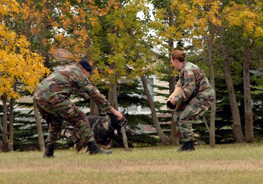 CAVALIER AIR STATION, N.D. -- Senior Airman Shannon Sebera uses a bite sleeve to protect herself from a bite from Aladar as his handler, as Staff Sgt. John Havlik prepares to let him go. The Security forces members are from the 319th Security Forces Squadron, Grand Forks Air Force Base, N.D., and were performing a military working dog demonstration during Cavalier's open house, Sept. 8, 2007. (U.S. Air Force photo/Senior Airman SerMae Lampkin)