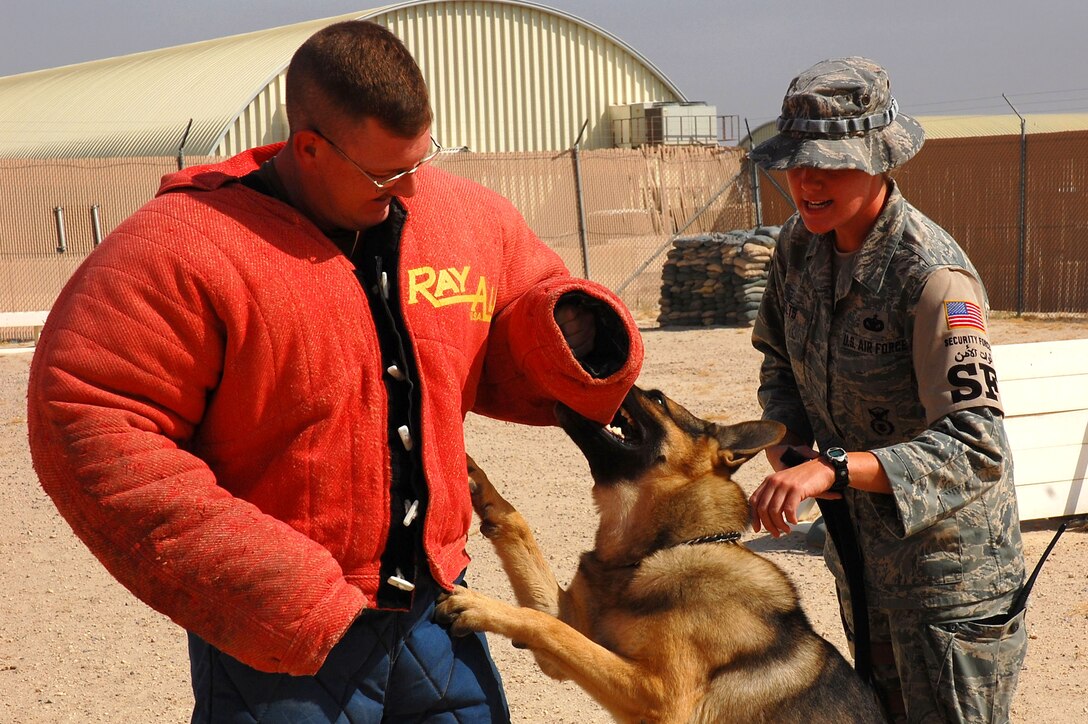 Tech. Sgt. Brandon Webb tries to keep his balance as Bert latches onto the bite suit during controlled aggression training as his handler, Staff Sgt. Laura Felts, gives commands Sept. 19 at a deployed location in Southwest Asia. Sergeant Webb is the 386th Expeditionary Security Forces Squadron kennel master. Sergeant Felts is a 386th Expeditionary Security Forces Squadron military working dog handler, and Bert is a 386th ESFS military working dog. Military working dog teams are a force multiplier for security forces. Military working dogs are trained to respond to a hostile threat to either themselves or their partner, with or without a command. (U.S. Air Force photo/Staff Sgt. Tia Schroeder) 
