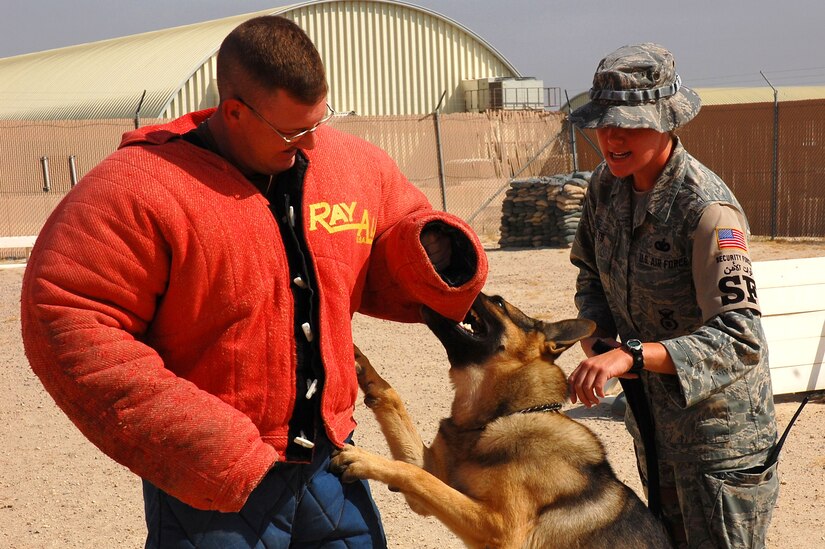 Tech. Sgt. Brandon Webb tries to keep his balance as Bert latches onto the bite suit during controlled aggression training as his handler, Staff Sgt. Laura Felts, gives commands Sept. 19 at a deployed location in Southwest Asia. Sergeant Webb is the 386th Expeditionary Security Forces Squadron kennel master. Sergeant Felts is a 386th Expeditionary Security Forces Squadron military working dog handler, and Bert is a 386th ESFS military working dog. Military working dog teams are a force multiplier for security forces. Military working dogs are trained to respond to a hostile threat to either themselves or their partner, with or without a command. (U.S. Air Force photo/Staff Sgt. Tia Schroeder) 