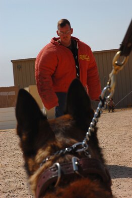 Axel, 386th Expeditionary Security Forces Squadron military working dog, keeps a sharp eye on the decoy during aggression training Sept. 19, here. The military working dogs are trained several times a week to keep their skills sharp. (U.S. Air Force photo by Staff Sgt. Tia Schroeder)