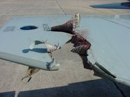 The photo shows the damage incurred by a T-38 aircraft after a black vulture strike. (U.S. Air Force courtesy photo)