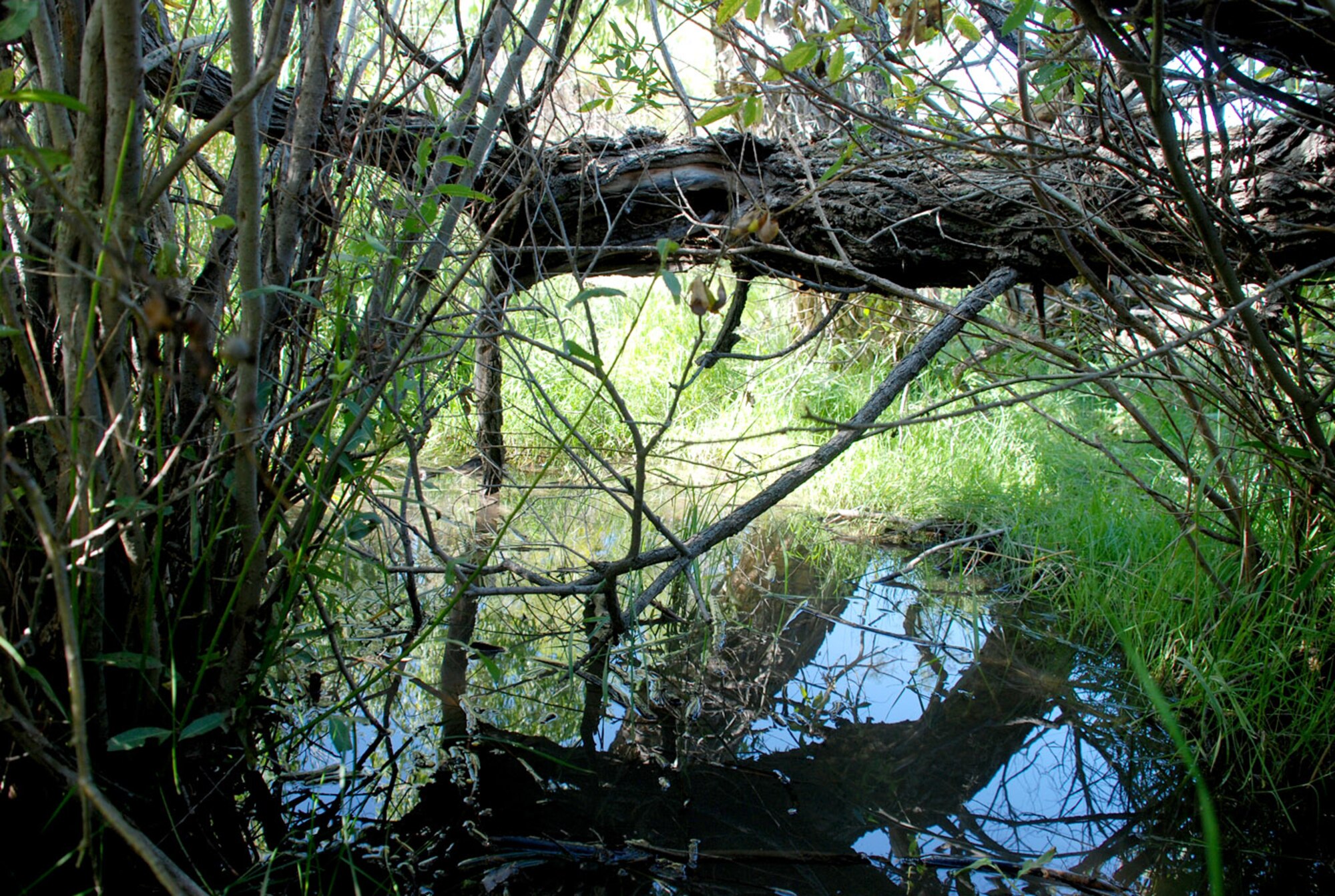 The Crow Creek nature trail was dedicated by the people of Warren in 1990. The trail offers a view of many plants and animals found in the local wilderness. Located at the Famcamp, the trail is strategically positioned around the Colorado butterfly plant, an endangered herb since October 2000 (Photo by Airman 1st Class Daryl Knee).