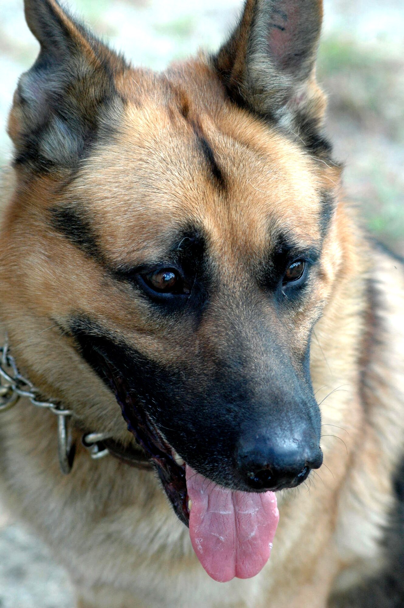 Endy, an Air Force military working dog from the 319th Security Forces Squadron at Grand Forks Air Force Base, N.D., participates Aug. 28 in a scenario for Air Force Exercise Eagle Flag 07-6 at Naval Air Engineering Station Lakehurst, N.J.  Endy, along with his handler, Staff Sgt. Andrew Goligowski, were Phoenix Warrior students participating in the exercise. The exercise is operated by the U.S. Air Force Expeditionary Center's 421st Combat Training Squadron from Fort Dix, N.J. (U.S. Air Force photo/Tech. Sgt. Scott T. Sturkol)