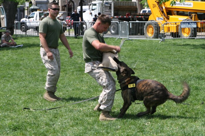 Sgt. Shain E. Nickerson and Lance Cpl. Andrew J. Marcum, Marine working dog handlers with Military Police Support Company, II Marine Headquarters Group shows off Bandit, a four-year-old Patrol Explosive Detection Dog, during a training demonstration at Boston Common May 4, 2010. The handlers showed the Boston citizens a few training tactics and exactly what the police dogs are capable of.