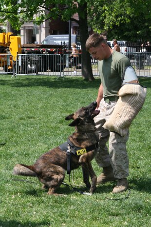 Sgt. Shain E. Nickerson from Rayland Ohio, a Marine working dog handler with Military Police Support Company, II Marine Headquarters Group handles Bandit, the four-year-old Patrol Explosive Detection Dog, at Boston Common during Marine Week Boston, May 4, 2010. Several Boston citizens gathered to see some tactics the police dog has learned to help complete the Corps' mission.