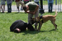 Sgt. Shain E. Nickerson and Lance Cpl. Andrew J. Marcum, Marine working dog handlers with Military Police Support Company, II Marine Headquarters Group shows off Zock, the 22-month-old Patrol Explosive Detection Dog, during a training demonstration at Boston Common, May 4, 2010. The police dog handlers showed the Boston citizens a few training tactics and exactly what the police dogs are capable of.
