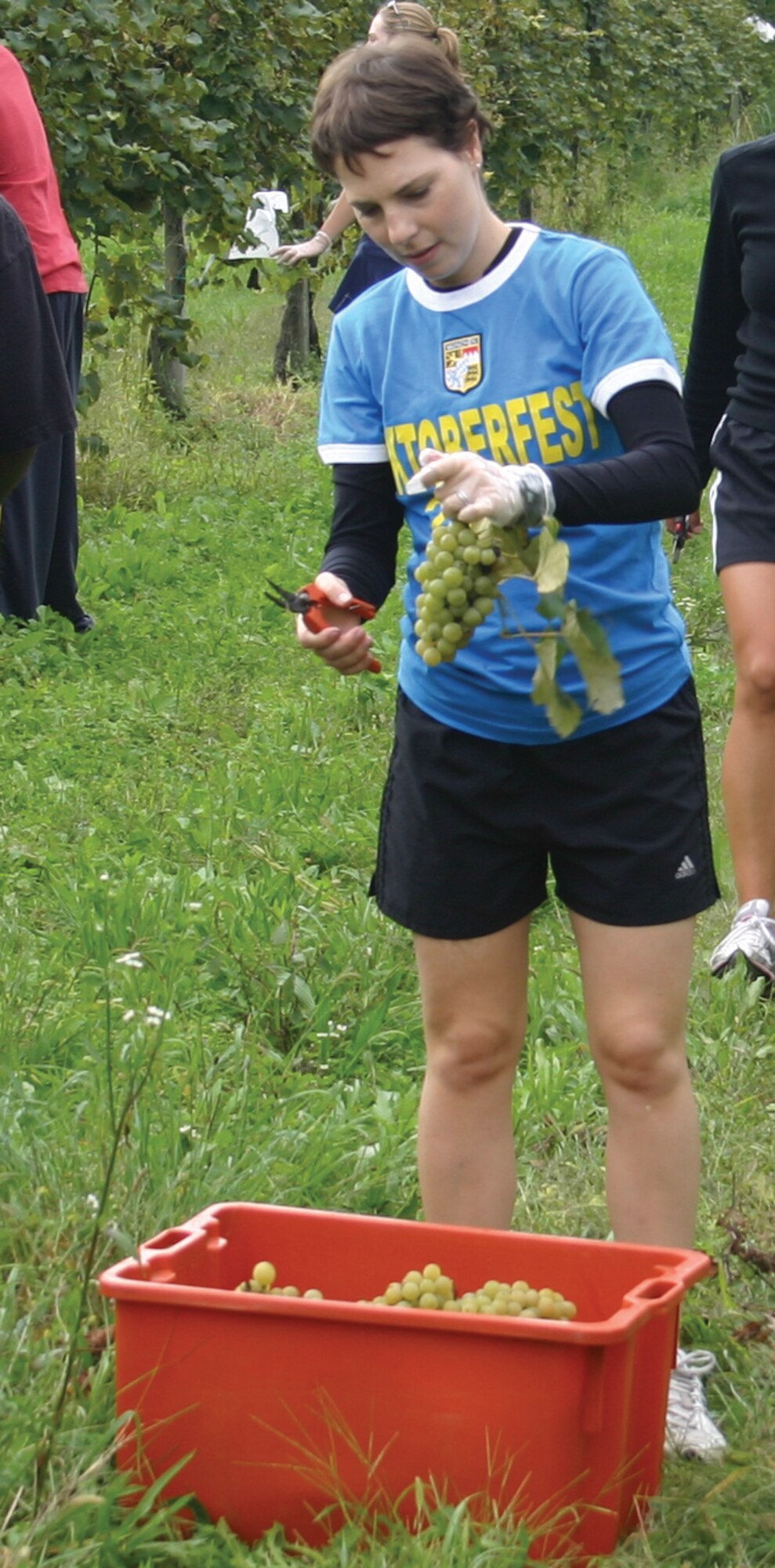 AVIANO AIR BASE, Italy--Staff Sgt. Marcie Mascaro, Det. 8, AFN Aviano, clips a branch off of a cluster of grapes before dropping them in a bucket. The Aviano grape-picking crew plucked more than 12,000 grapes from the vineyard Sept. 14. (U.S. Air Force Photo/Senior Master Sgt. Robert Cole)