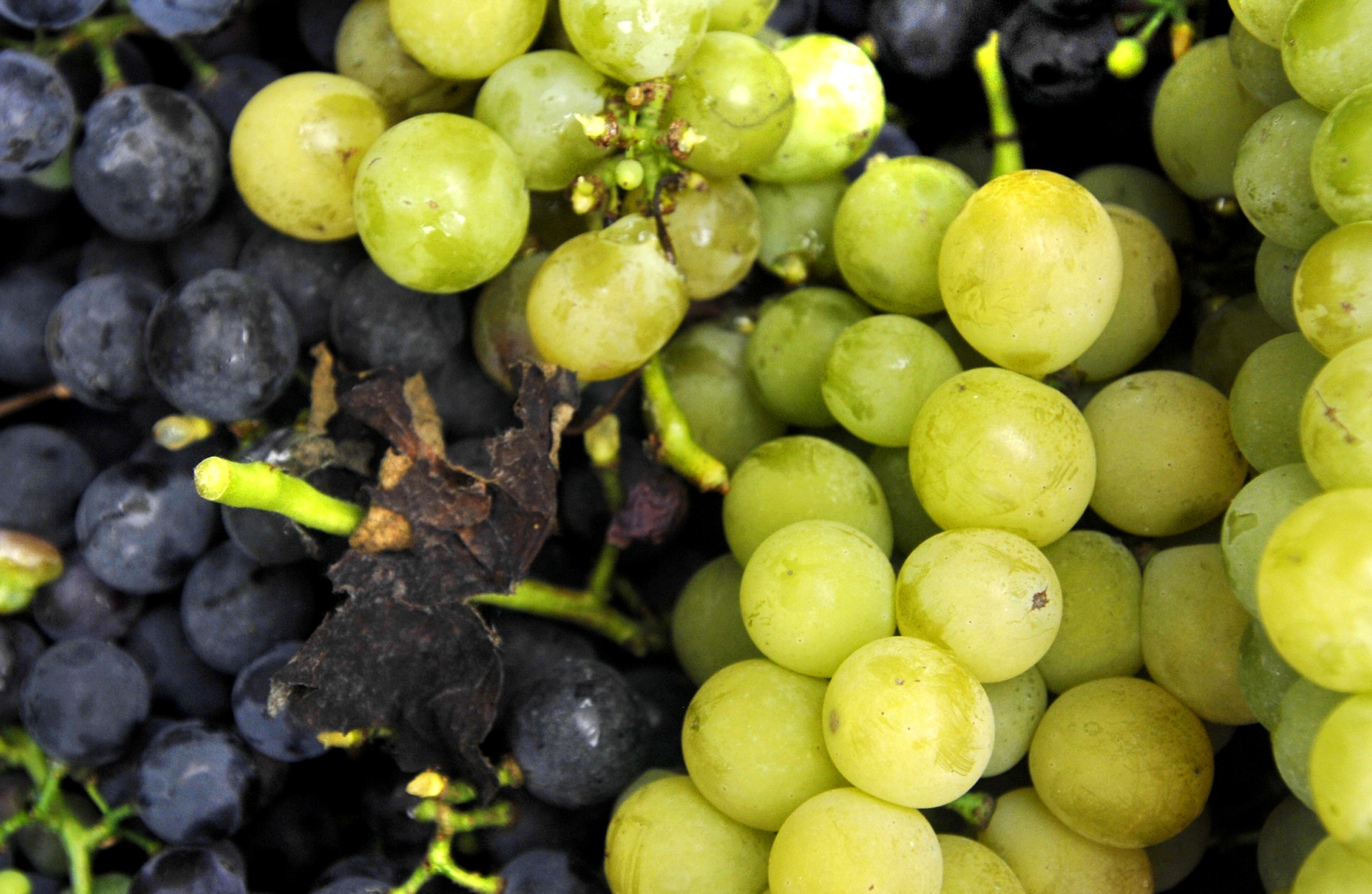 AVIANO AIR BASE, Italy--Fresh grapes are piled into buckets before being transported back to an Italian farmhouse to be squeezed into homemade wine. (U.S. Air Force photo/Airman 1st Class Liliana Moreno) 