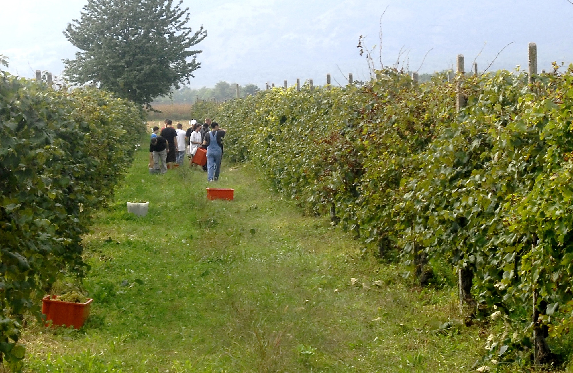 AVIANO AIR BASE, Italy--Airmen and their familes from AFN Aviano and the base multimedia shop work their way through a vineyard picking grapes. Once picked,  grapes are toted back to the farm, where Italian farmers squeeze the grapes using their bare feet to squeeze the juice out of them. (U.S. Air Force photo/Airman 1st Class Liliana Moreno) 