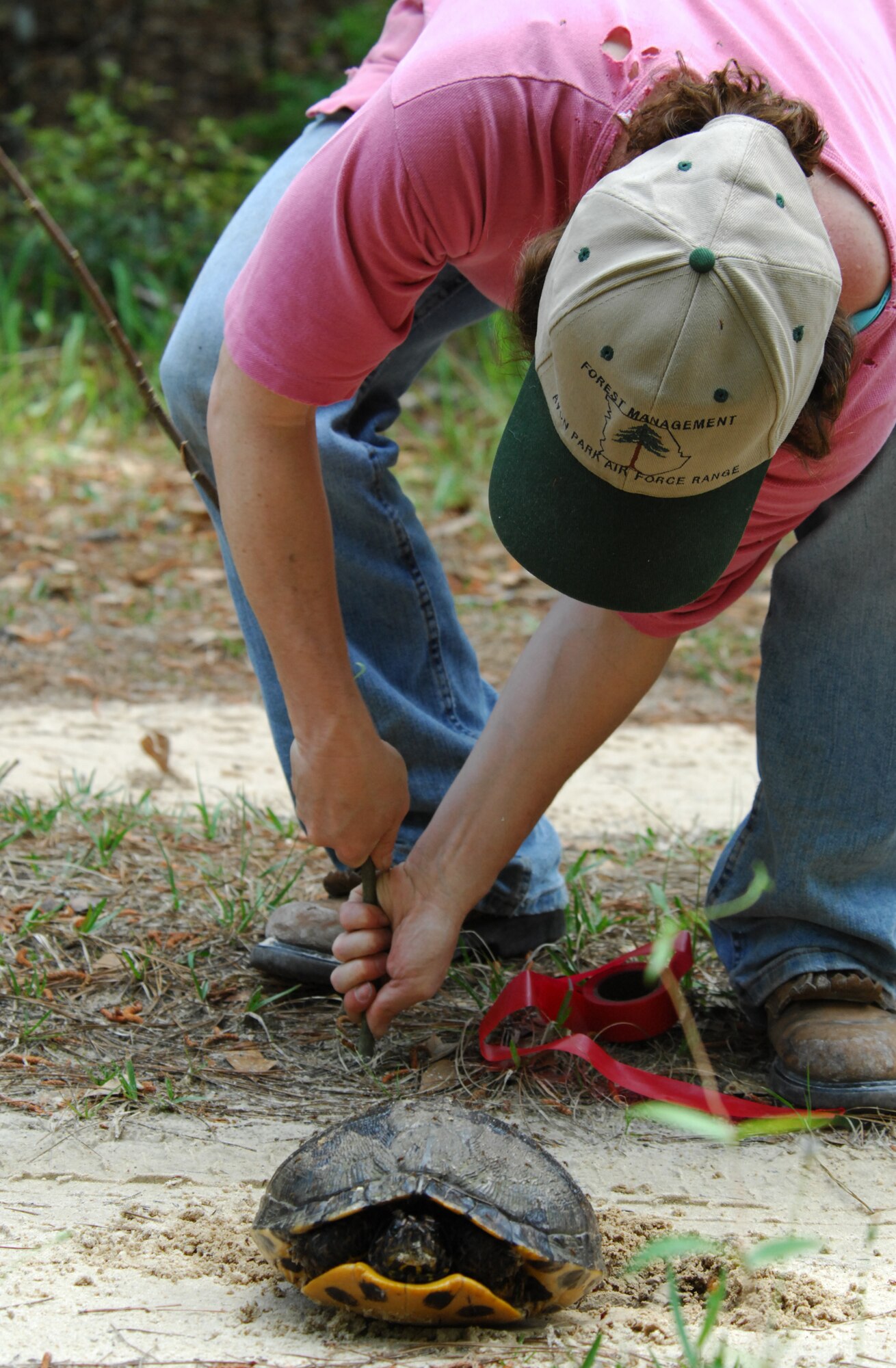 MOODY AIR FORCE BASE, Ga. -- While returning from a recent dig, Johnna Thackston, base archeologist and National Environmental Policy Act planner, stops to place a marker near a turtle laying its eggs on a road in Grand Bay Range. The marker was placed so drivers can avoid disturbing the nest.  (U. S. Air Force Photo/Staff Sgt. Joshua T. Jasper)