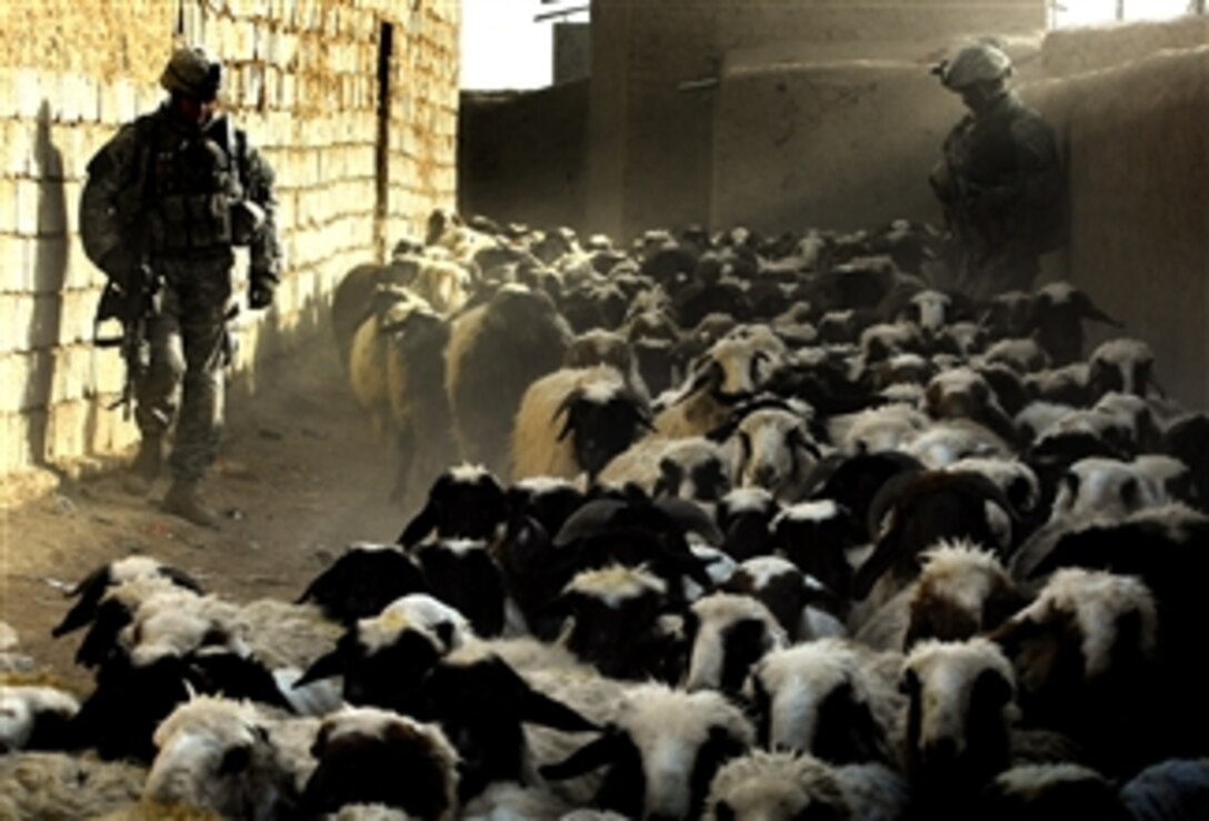 U.S. Army soldiers watch as a flock of sheep moves past them during a search for insurgents in Upper Dugmut, Iraq, April 3, 2008. The soldiers are assigned to the 10th Mountain Division's Company D, 2nd Battalion, 22nd Infantry Regiment. 