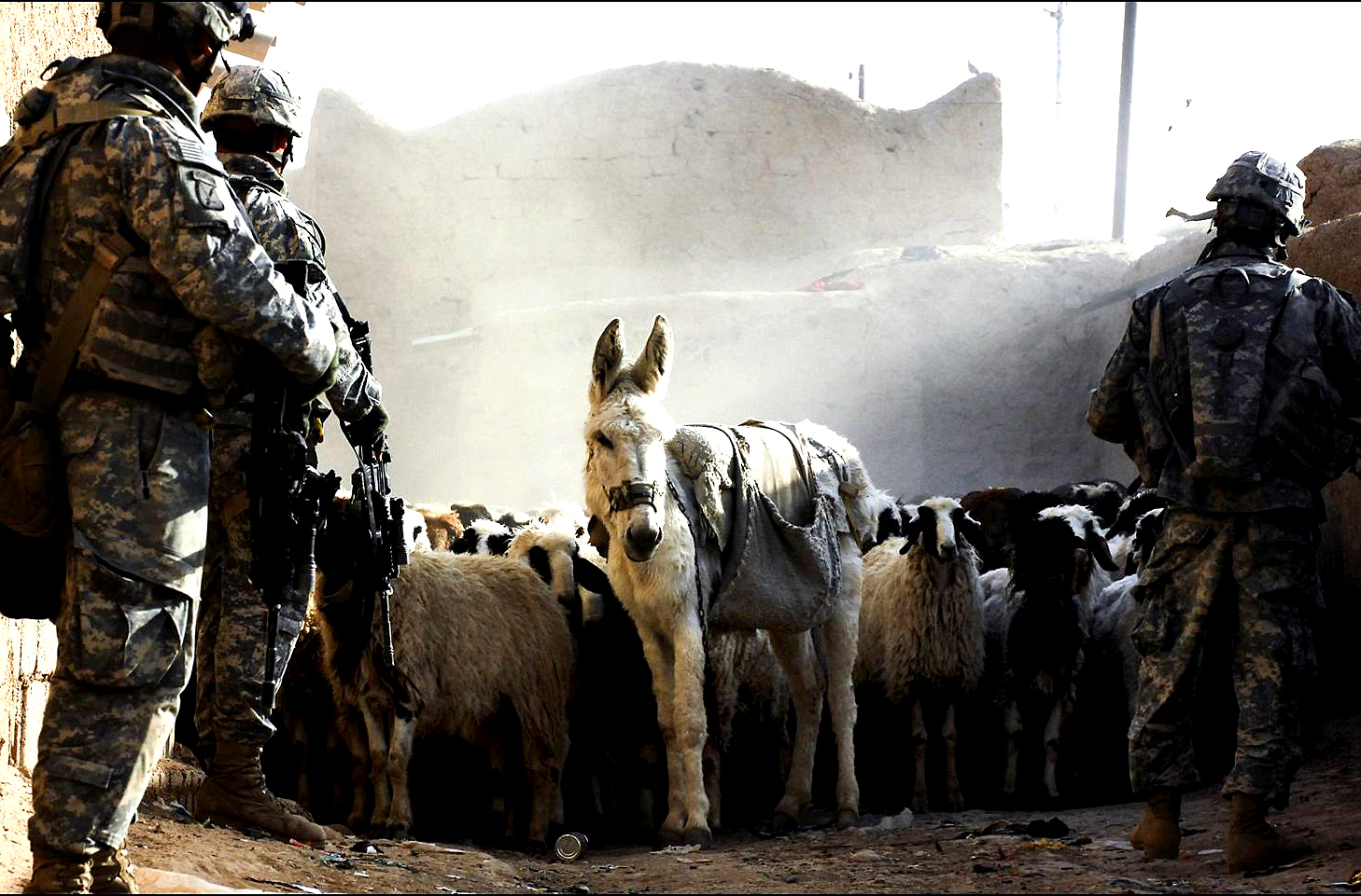 U.S. soldiers are greeted by a donkey leading a herd of sheep during a ...