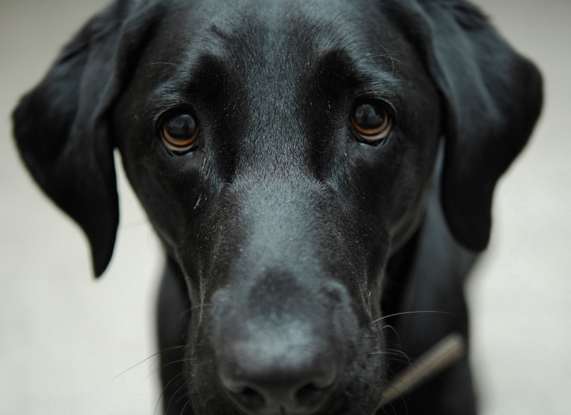MINOT AIR FORCE BASE, N.D.-- Implanting a microchip in your pet will help ensure your four-legged friend is returned home safely. (U.S. Air Force photo by Staff Sgt. Thomas Dow)
