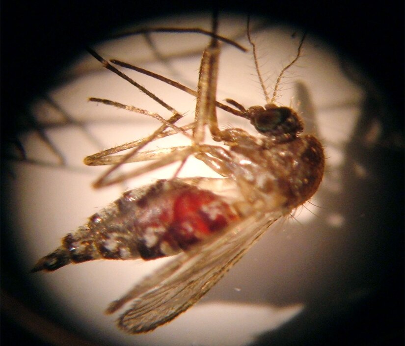 LAUGHLIN AIR FORCE BASE, Texas – A female mosquito cramps its legs together under a microscope, after a meal. (Contributed photo) 
