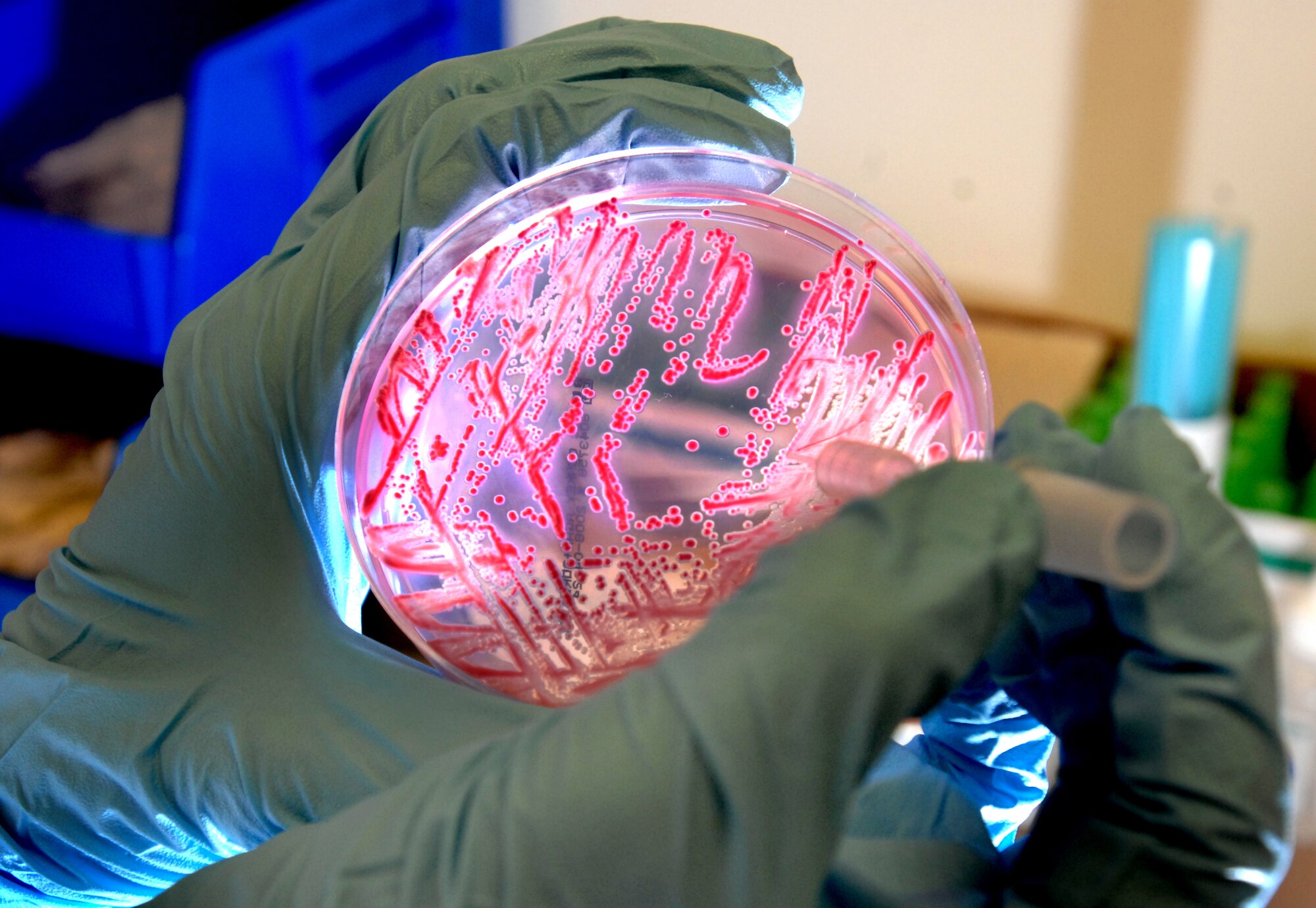 AVIANO AIR BASE, Italy -- Tech. Sgt. Heidi Williams takes spore samples from plated bacteria to be identified in the analyzer in the micro-laboratory April 15. These tests help medical personal identify the bacteria in the body that make patients sick.  (U.S. Air Force photo/Airman 1st Class Tabitha M. Mans)