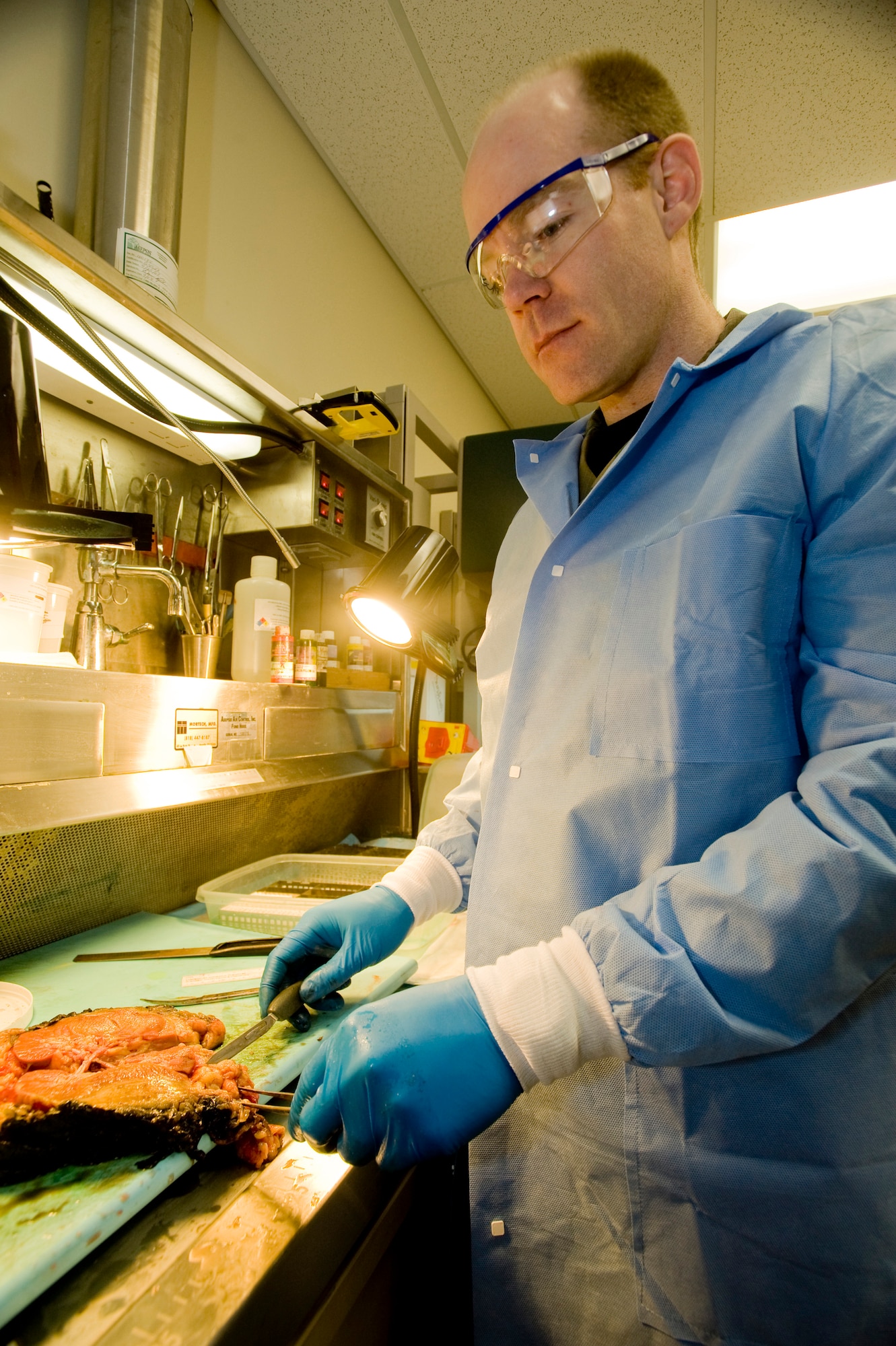 Capt. Brian Plasil, 3rd Medical Support Squadron, examines a kidney to look for any abnormalities. Suspicious cells are thoroughly examined to determine if they are cancerous. (U.S. Air Force photo by Airman 1st Class Jonathan Steffen) 