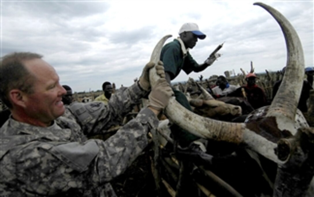 U.S. Navy Capt. John Andresen holds the horns of a cow that a local Ugandan veterinarian prepares to treat, Te-Tugu, Gulu district, Uganda, April 9, 2008. Andresen is assigned to the 354th Civil Affairs Brigade, which is conducting a veterinary civil action project in Djibouti. 