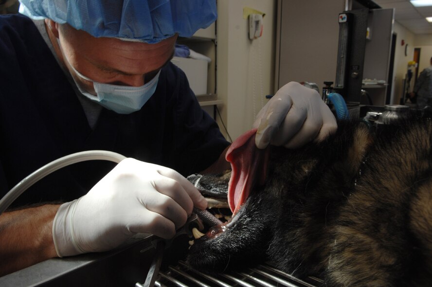 MOODY AIR FORCE BASE, Ga. – U.S. Army Staff Sgt. Ernest Penrose, Gulf Coast District Veterinary Command veterinary clinic NCO In-charge, cleans the teeth of Liza, 23rd Security Forces Squadron working dog, here April 22. Liza is being seen for her annual dental examinination to ensure her mouth is healthy. (U.S. Air Force photo by Senior Airman Angelita Lawrence)