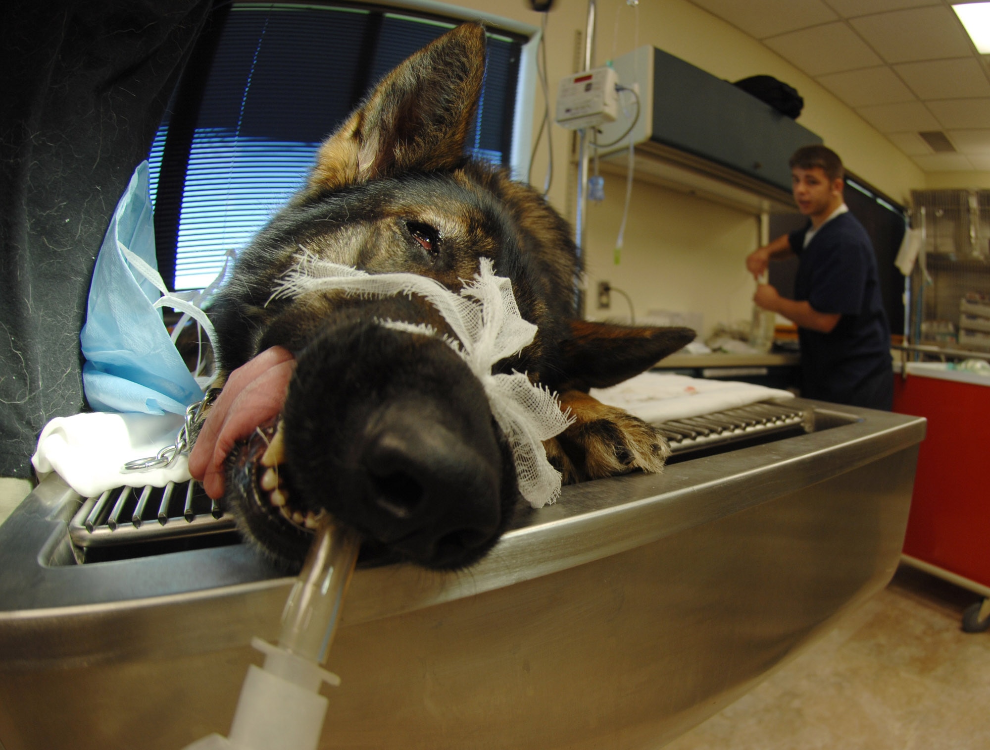 MOODY AIR FORCE BASE, Ga. – U.S. Army Specialist Zachary Phillips, Gulf Coast District Veterinary Command, prepares the catheter while Liza, 23rd Security Forces Squadron working dog, falls asleep here April 22. The catheter will be used to keep Liza blood pressure normal, to keep her hydrated, and to inject her with more drugs if she wakes up during the procedure. (U.S. Air Force photo by Senior Airman Angelita Lawrence)