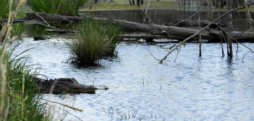 Feeding the Alligators living in Mission Lake is prohibited. It is against the state law and base policy. Anyone caught feeding alligators is subject to prosecution under state and federal laws. (U.S. Air Force Photo by Senior Airman Elizabeth Rissmiller)