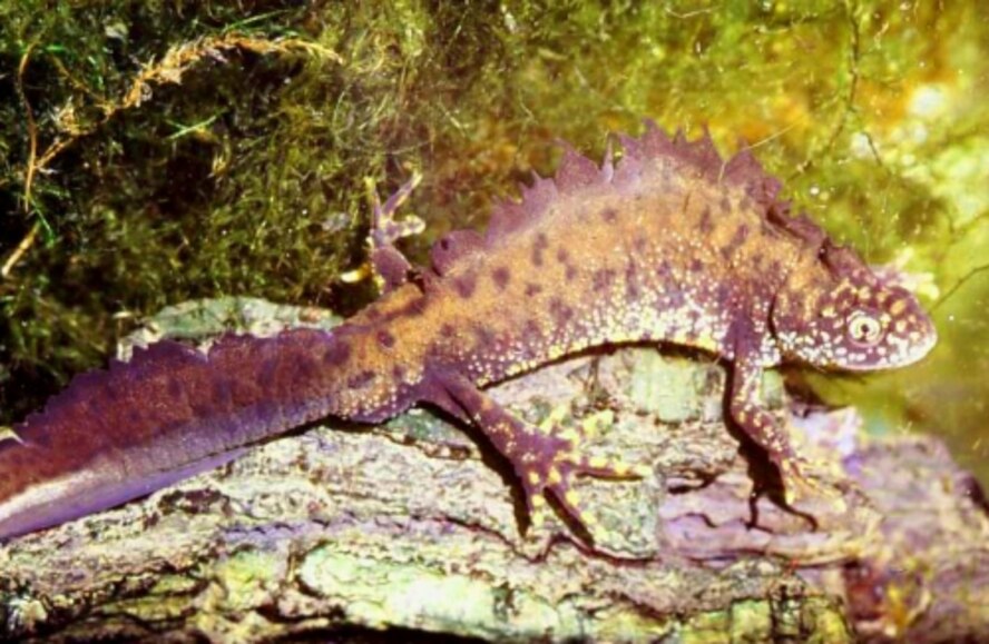 The Great Crested Newt is an endangered species in the UK.  RAF Molesworth is one of its habitats thanks to the absense of farming or the use of pesticides on the base for the last 60 year that it has been in military use.