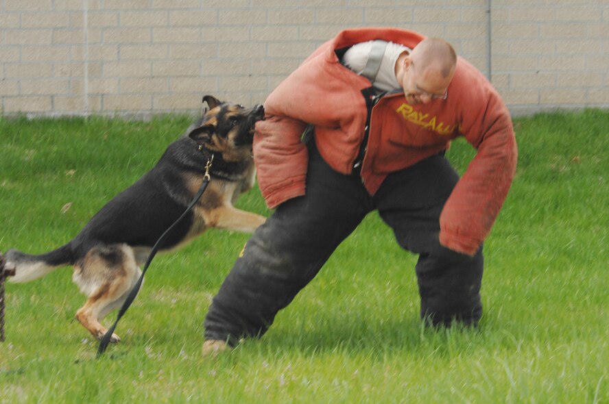 WHITEMAN AIR FORCE BASE, Mo. - Eddy, 509th Security Forces Squadron military working dog, takes down Staff Sgt. Robert Van Hulle, 509th SFS, during a demonstration during Operation Spirit April 26. Sergeant Hulle is playing the part of the bad guy to show children at Operation Spirit how military dogs work with their handlers to provide security. (U.S. Air Force photo/Stephanie Fowler)