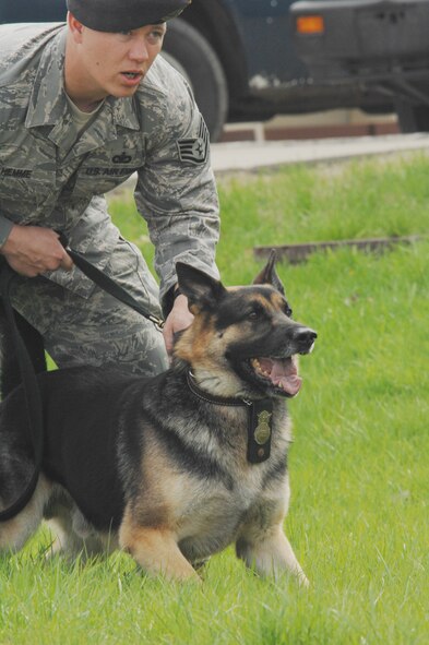 WHITEMAN AIR FORCE BASE, Mo. - Staff Sgt. Kevin Hemme, 509th Security Forces Squadron, prepares to release Eddy, 509th SFS military working dog, during a demonstration during Operation Spirit April 26. (U.S. Air Force photo/Senior Airman Jessica Snow)